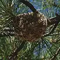 Close-up of nest