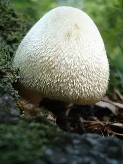 Cap close-up