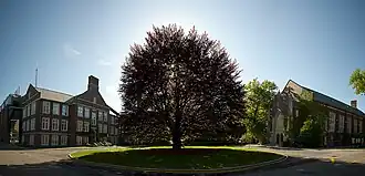 The Beech Tree stands over 100 feet (30 m) tall