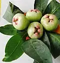 Fruit with leaves