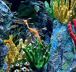 A weedy seadragon