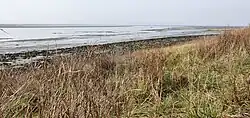 Photograph looking out across shallow water, with dry grass in the foreground