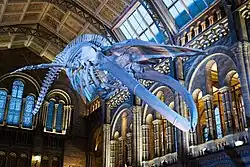 Whale skeleton hanging from ceiling