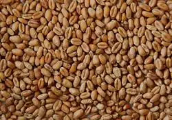 Wheat grain