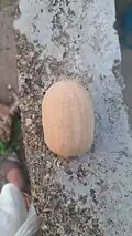 seed