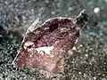 Paramonacanthus choirocephalus at Lembeh, 2018