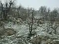 A wild goat spotted near Mount Butin