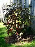 "Winterthur" foliage in early Fall