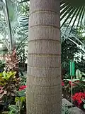 Closeup of bark.