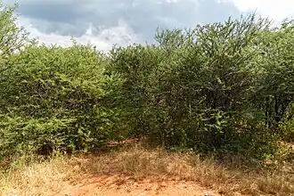 Woody encroachment