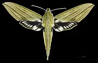 Male, dorsal view