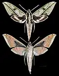 Xylophanes docilis