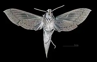 Female ventral