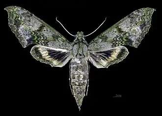 Female dorsal