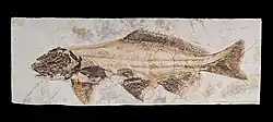 Yanosteus (a freshwater fish)