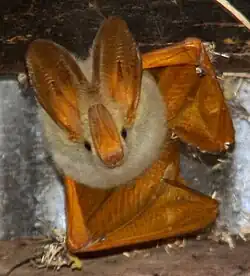 Yellow bat
