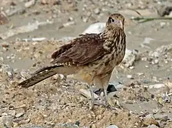 Juvenile in Panama