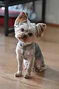 A 2.5-year-old, four pound, silver and brown Yorkshire Terrier with a fresh, short haircut.