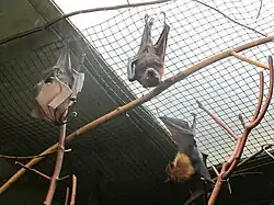 Brown bats