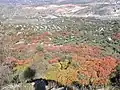 Cultivated R. coriaria with olive trees in Spain