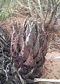 T. pumila