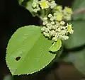 Ziziphus xylopyrus in Hyderabad, India