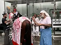 Zuljanah horse
