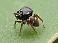 Adult male