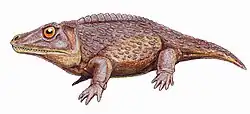 Zygosaurus lucius, a eucacopine of the middle Permian of Russia