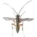 Gotra octocincta from Nanning, China
