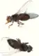 D. virilis (virilis species group)