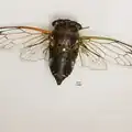 Pinned N. canicularis from central Georgia, US