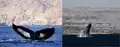 Critically endangered Sea Creatures
