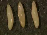 Three eggs