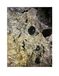 on the rocks